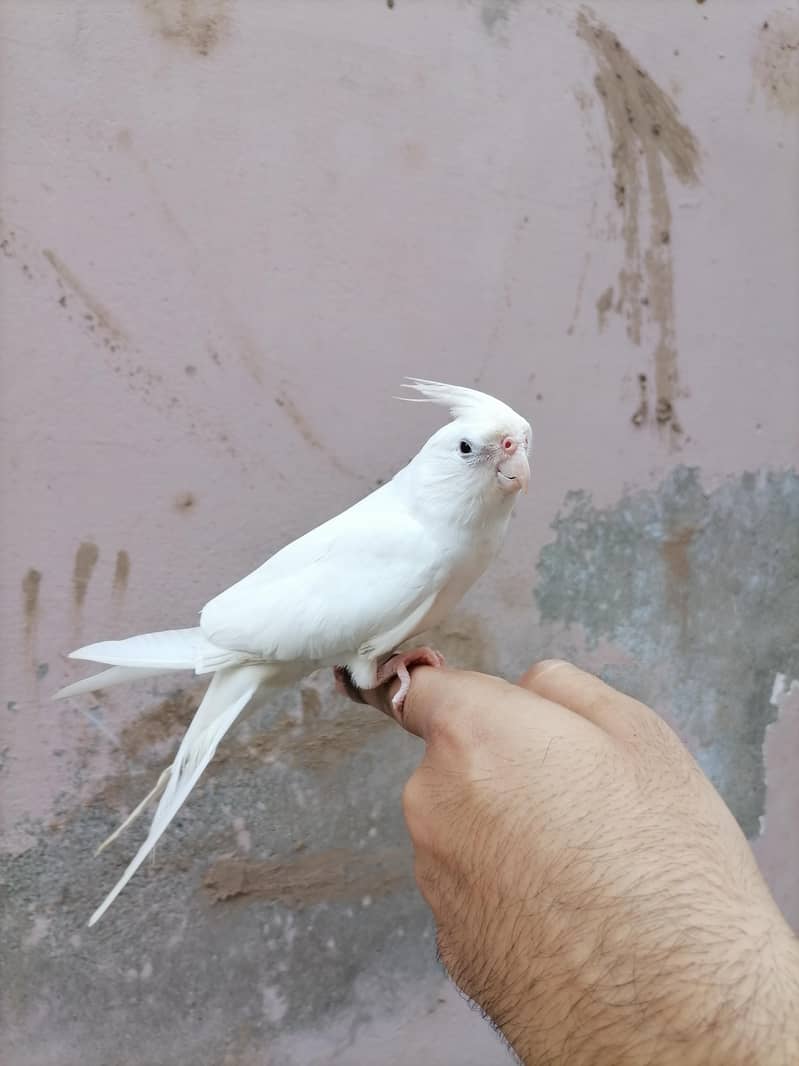 White ha 1