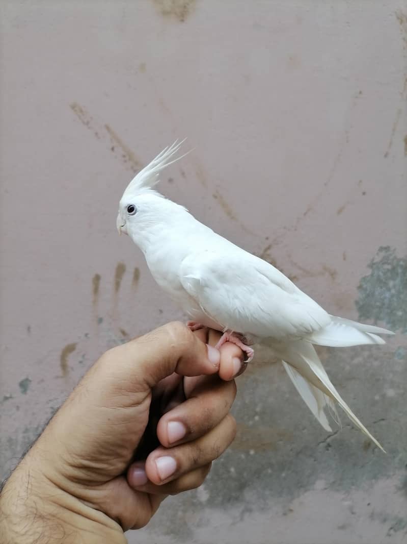 White ha 2