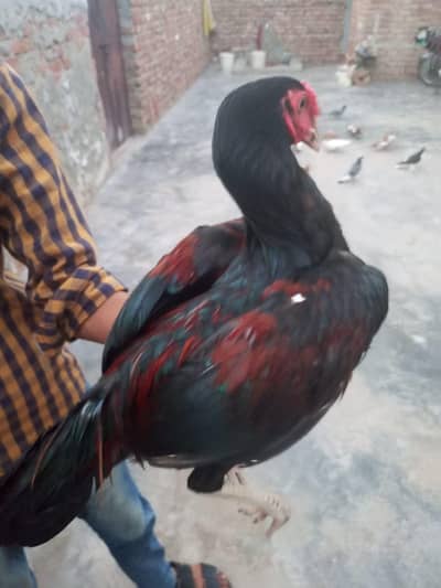 ali wale aseel kabutar