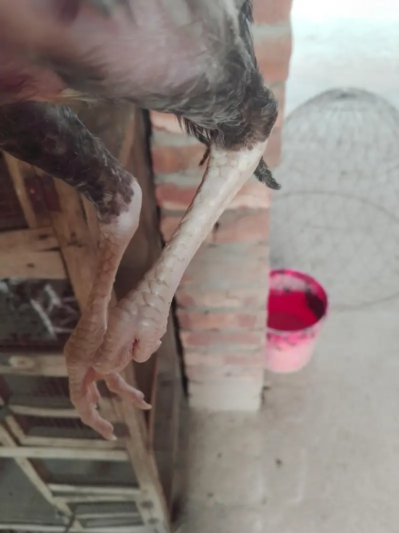 haldi and active dono male ha jas Bhai ko chai ha to rabata kara — photo 5