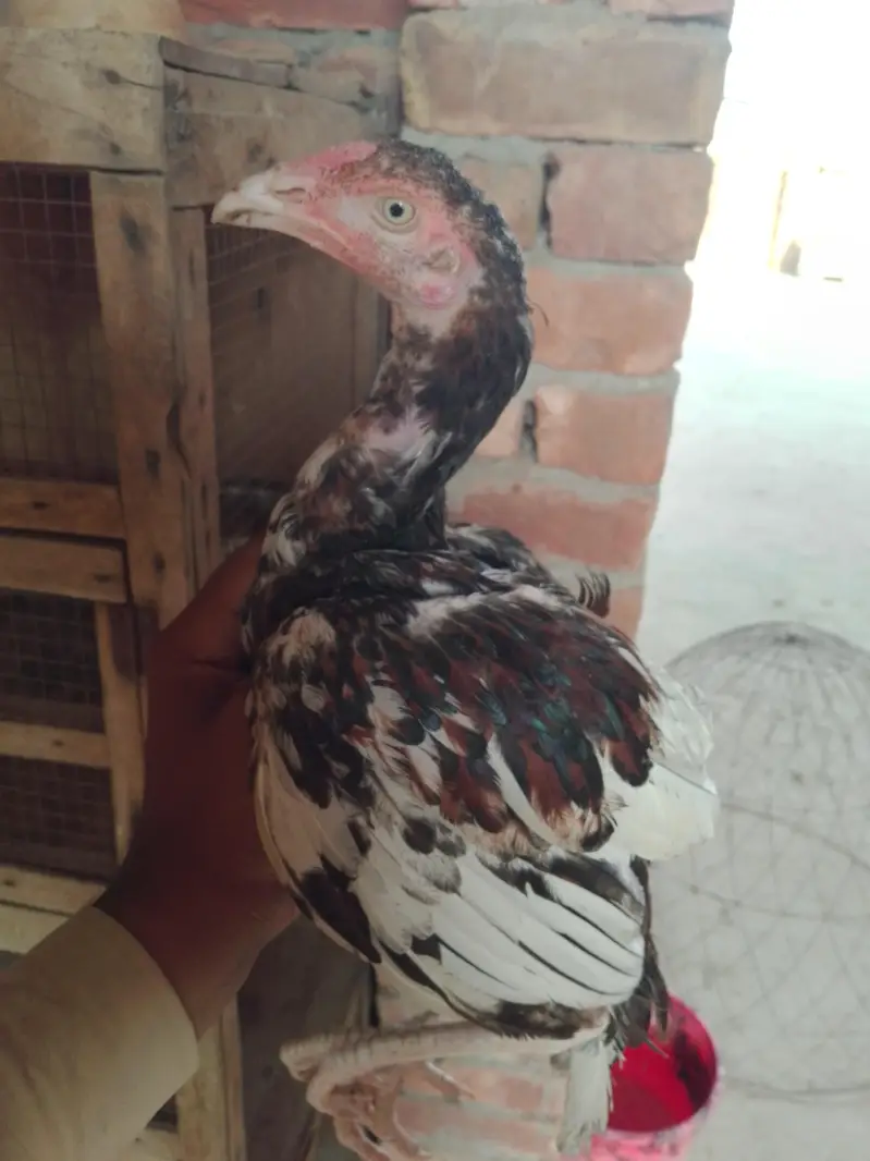 haldi and active dono male ha jas Bhai ko chai ha to rabata kara — photo 11