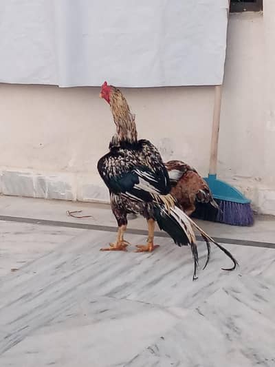 Aseel Breeder pair