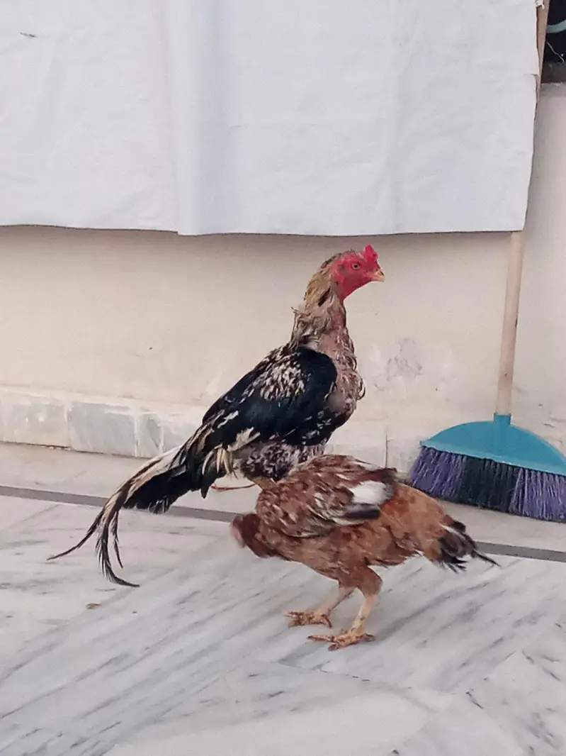 Aseel Breeder pair — photo 2