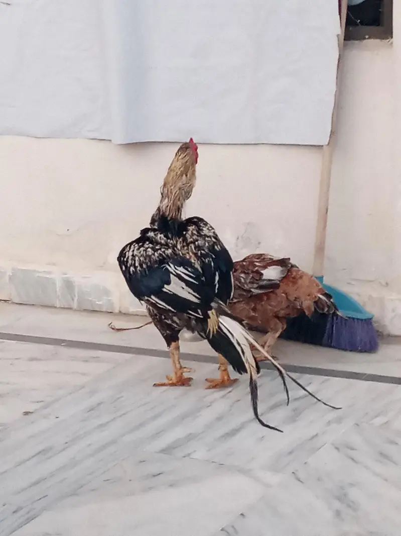 Aseel Breeder pair — photo 3