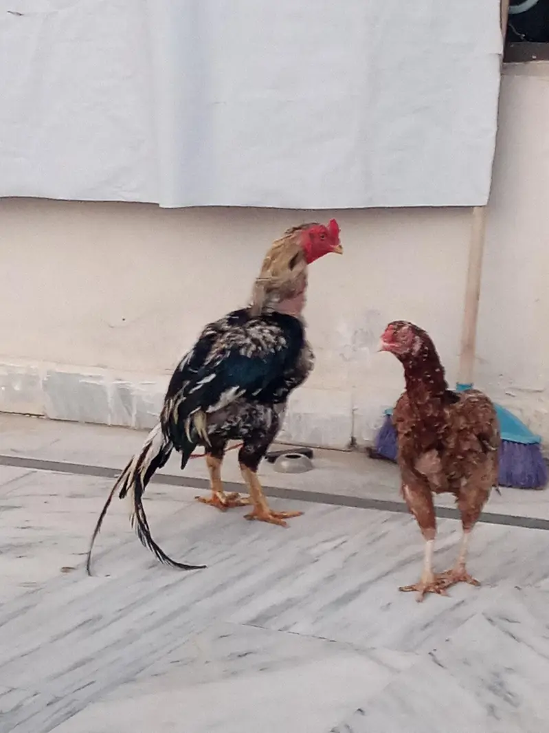 Aseel Breeder pair — photo 4