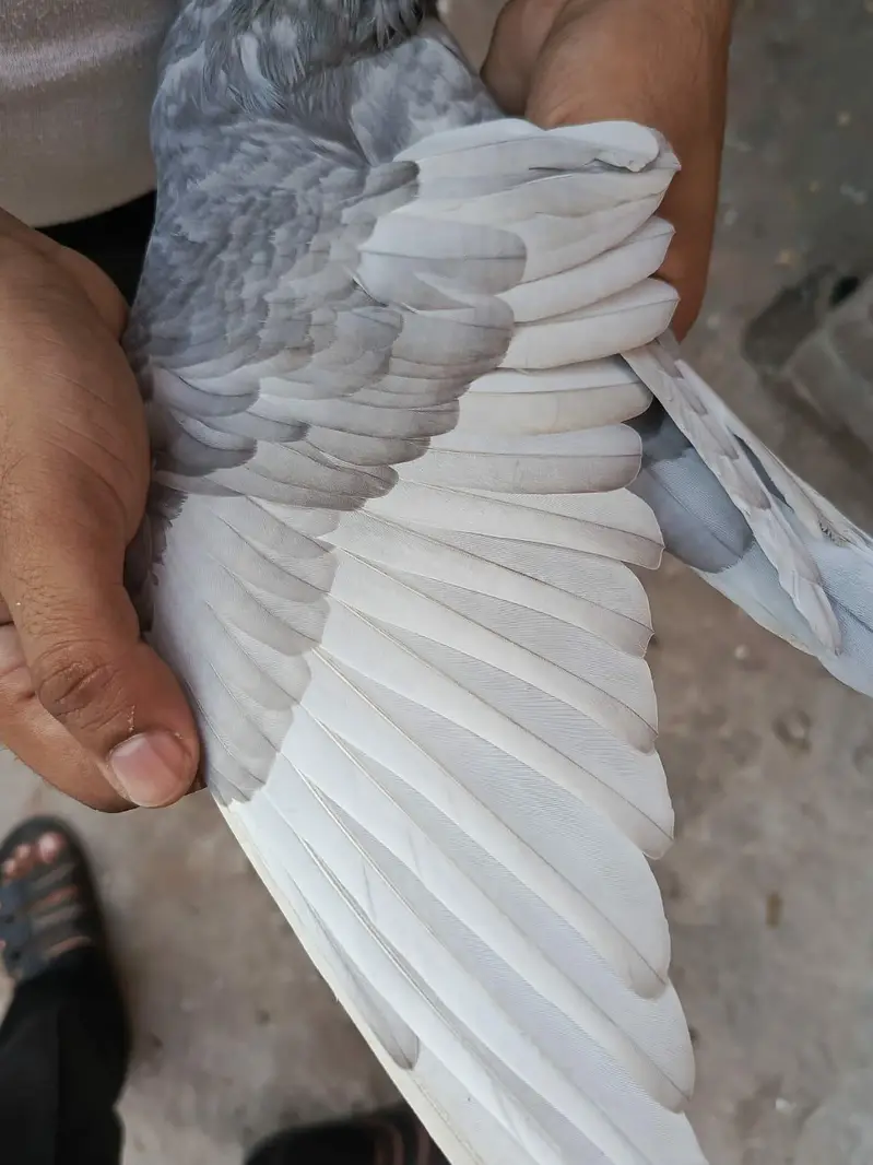 Pigeon Saleti female for sale — photo 2