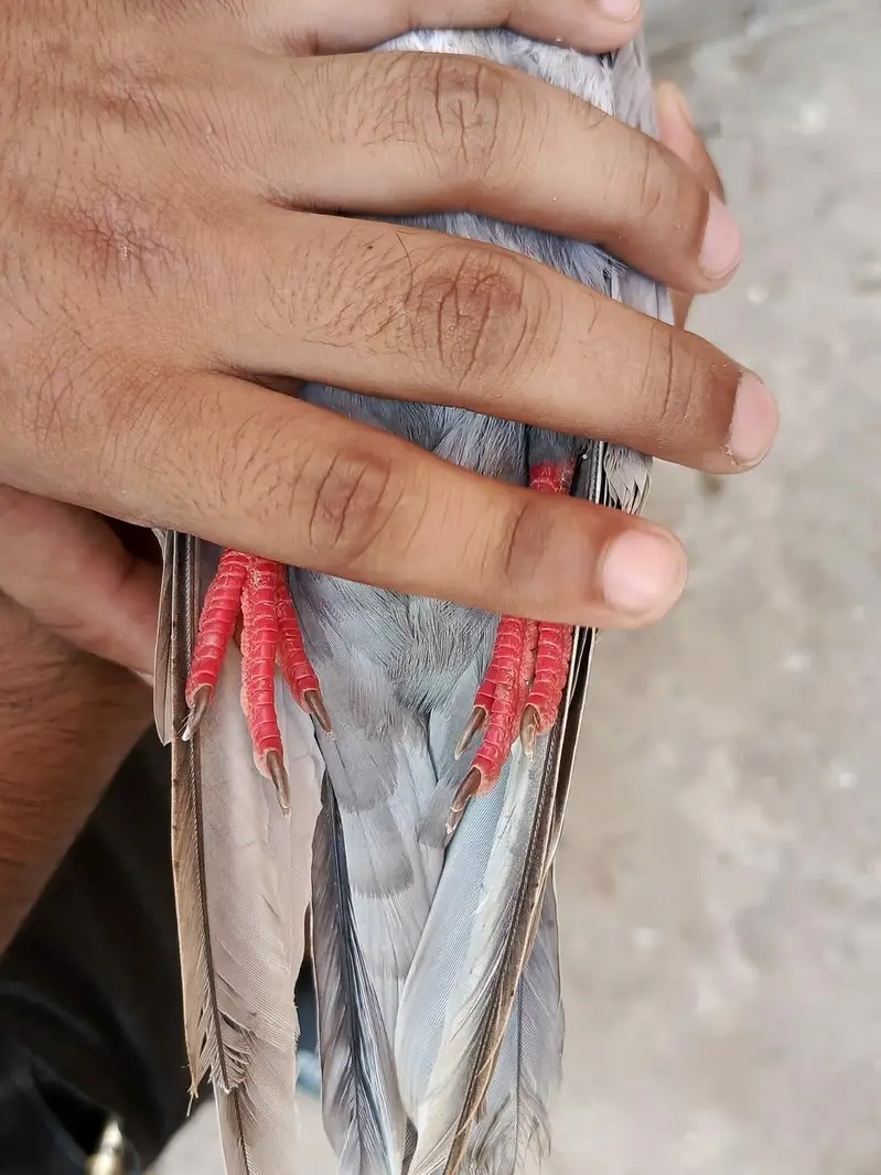 Pigeon Saleti female for sale — photo 3