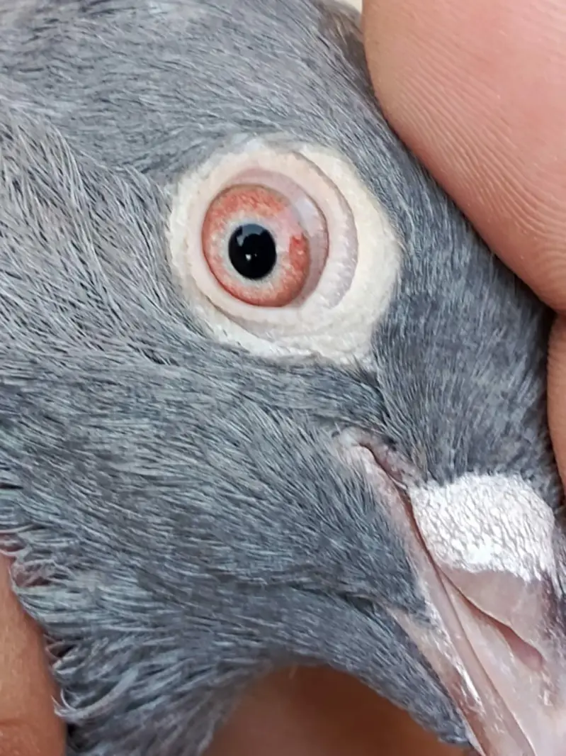 Pigeon Saleti female for sale — photo 4