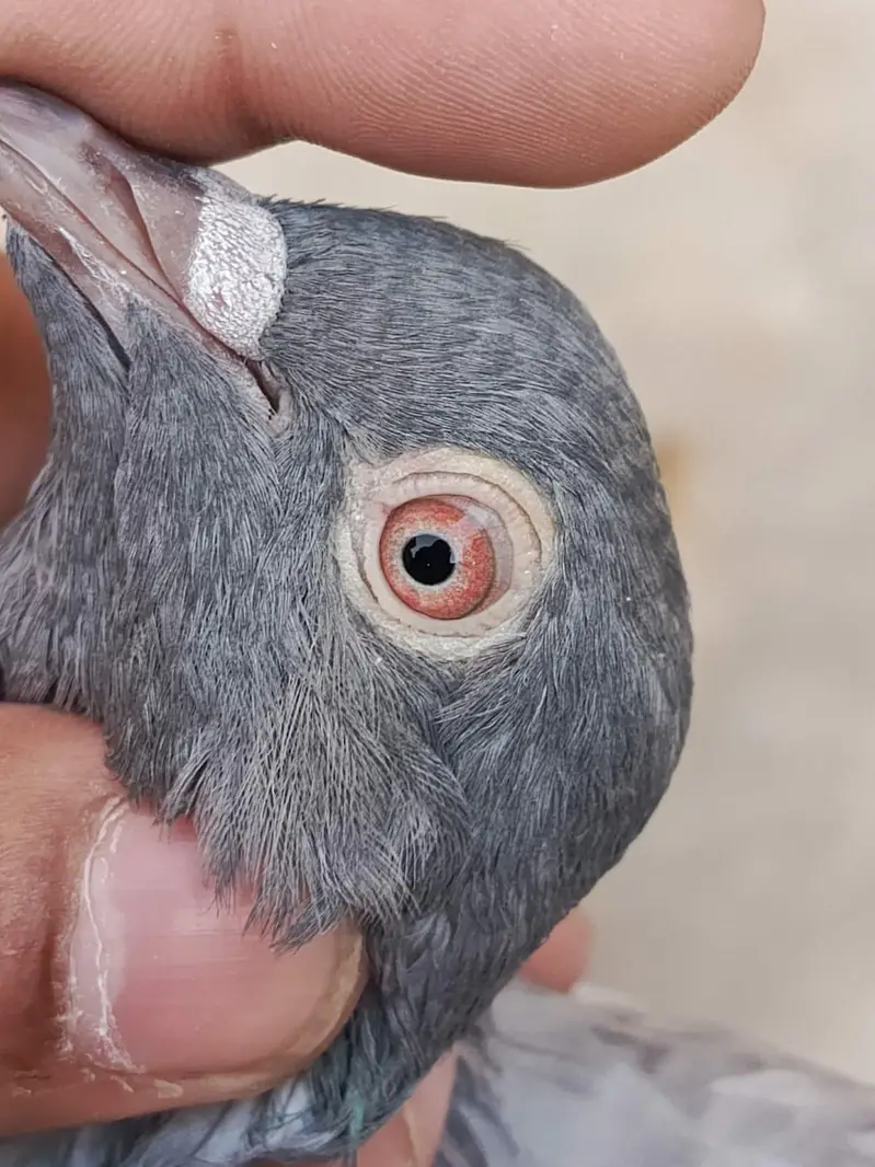 Pigeon Saleti female for sale — photo 5