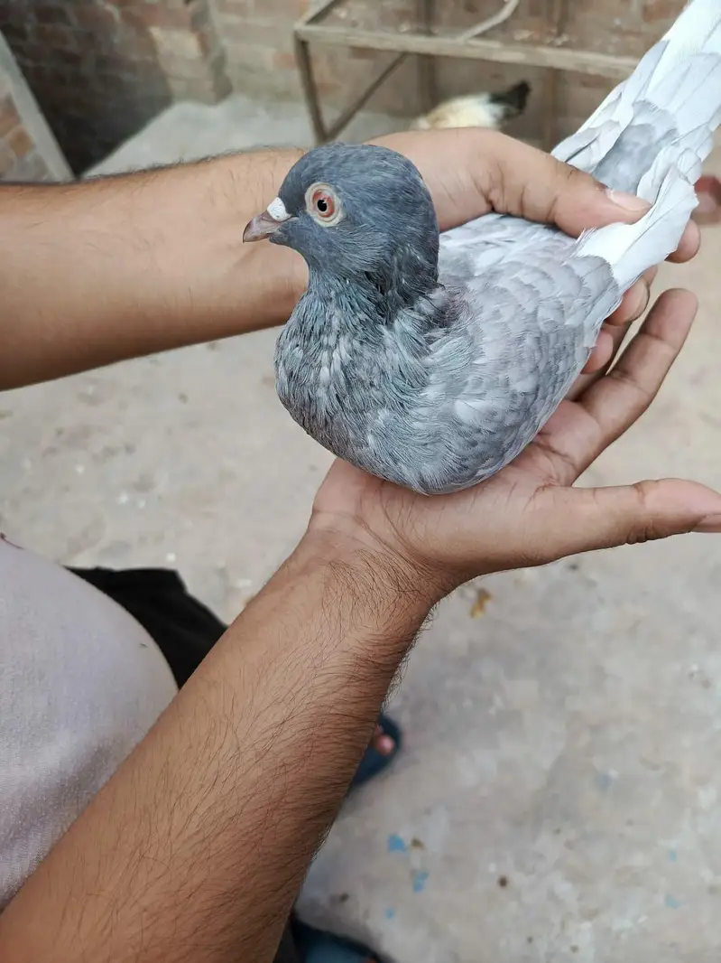Pigeon Saleti female for sale — photo 6
