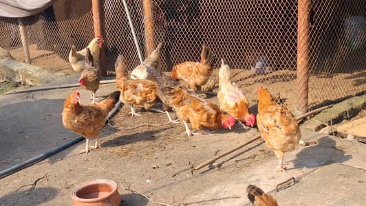 Hens for sell