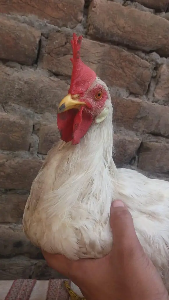 4 Male Chickens For Sale 1400 for 1 kg — photo 2