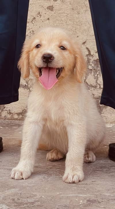 Golden Retriever female puppy for sale
