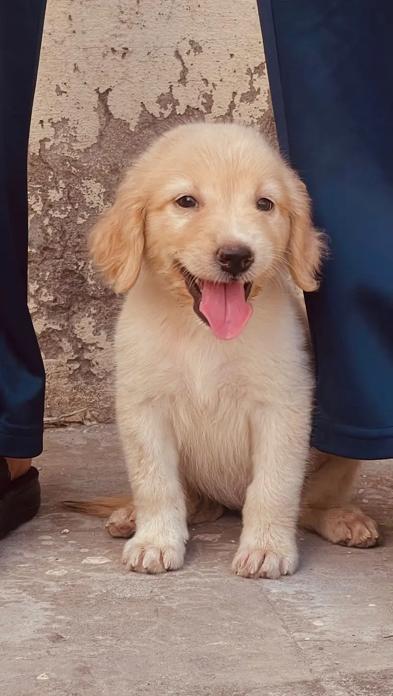 Golden Retriever female puppy for sale — photo 2