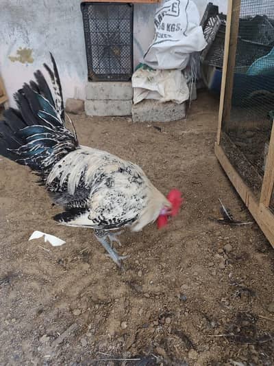Egyptian fayoumi roasters