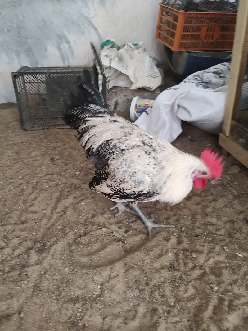 Egyptian fayoumi roasters — photo 3