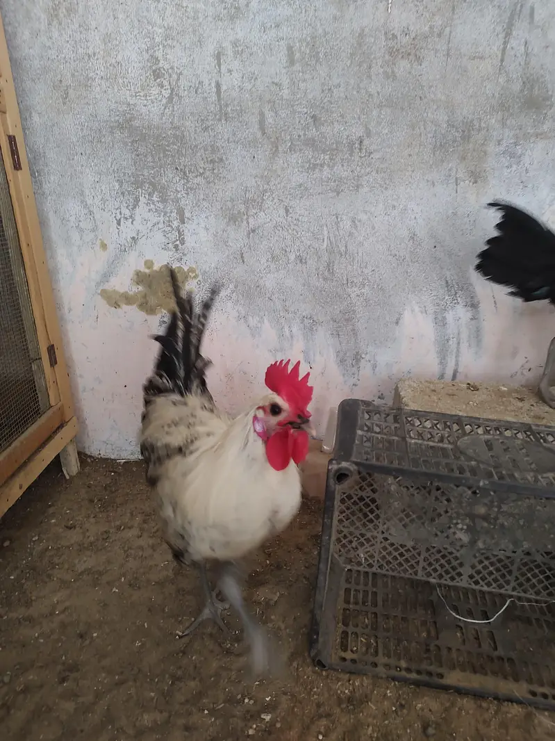 Egyptian fayoumi roasters — photo 4