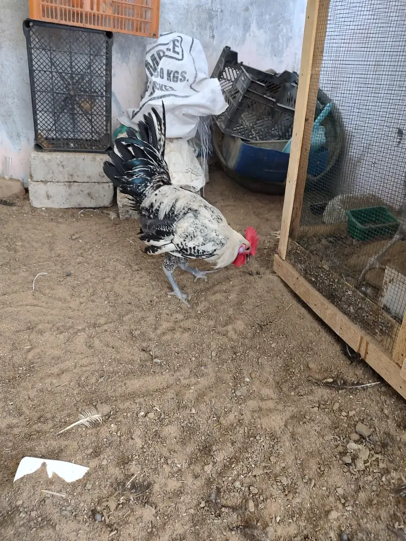 Egyptian fayoumi roasters — photo 7