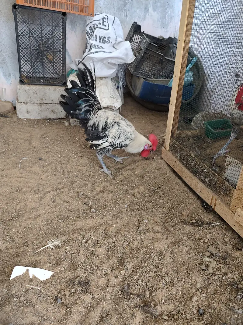 Egyptian fayoumi roasters — photo 10