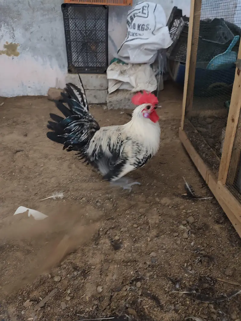 Egyptian fayoumi roasters — photo 12