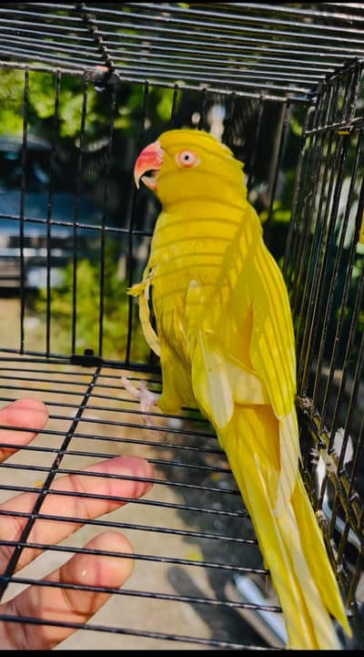 yellow Ring neck breeder female final price