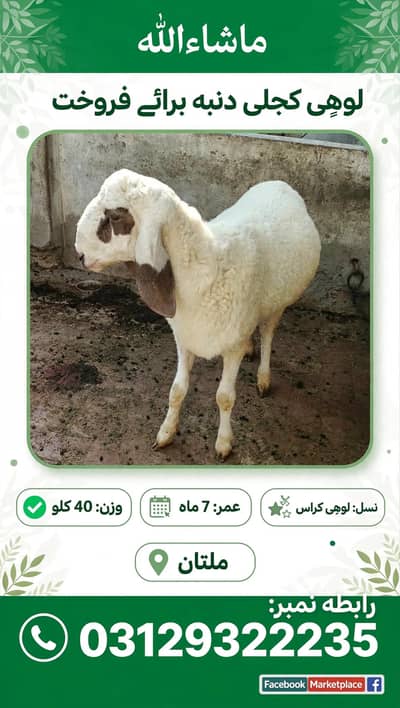 گھریلو پلا ہوا ہے، قربانی اور بریڈنگ دونوں کے لیے بہترین ہے