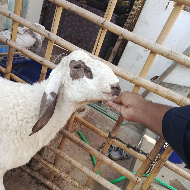 گھریلو پلا ہوا ہے، قربانی اور بریڈنگ دونوں کے لیے بہترین ہے 3
