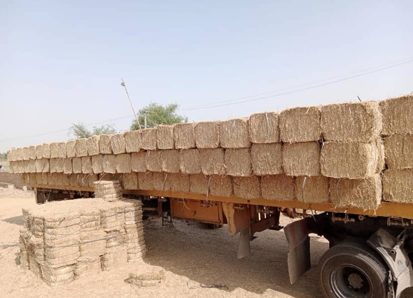 توڑی بنڈل 1