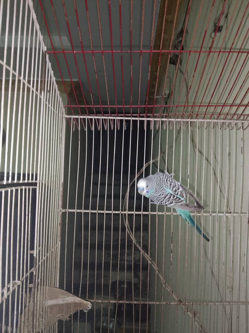 parrots 0