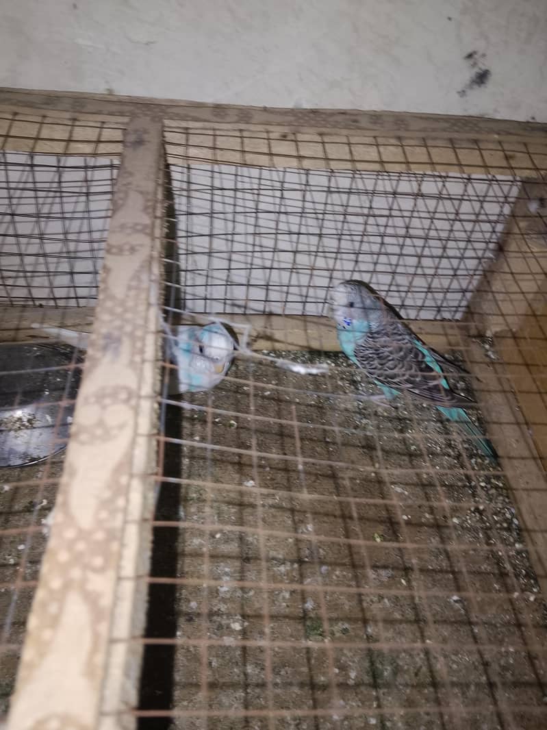 parrots 1