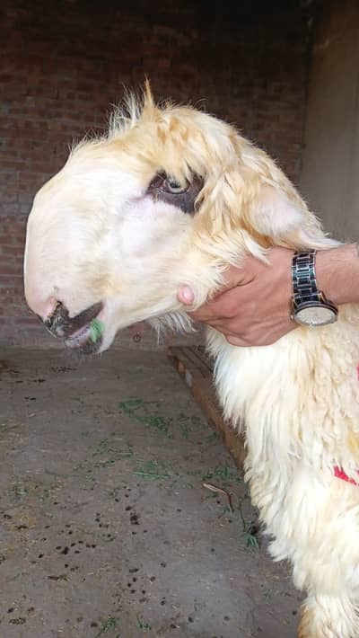 chatra Mundra available