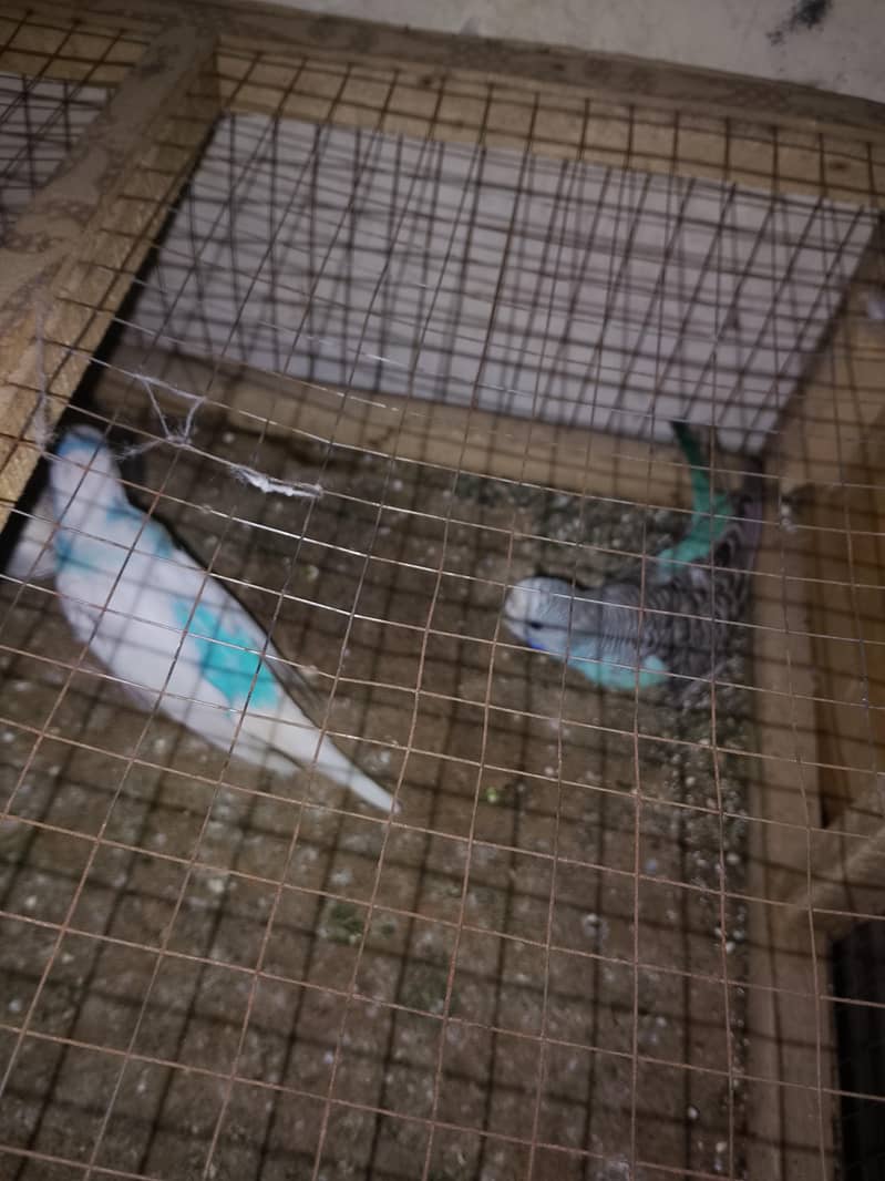 parrots 2