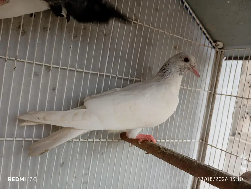 High Flyer — photo 2