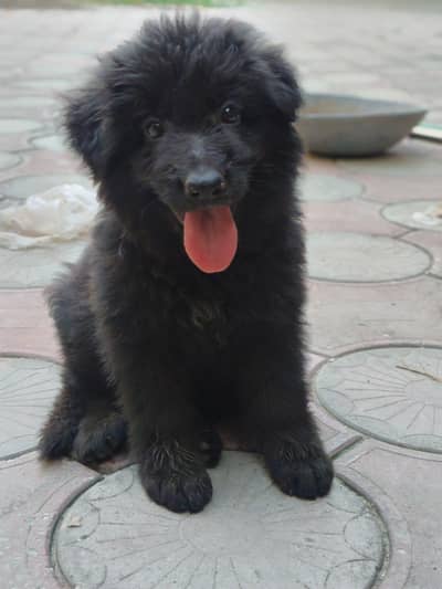black Garman puppy mother father or pkc