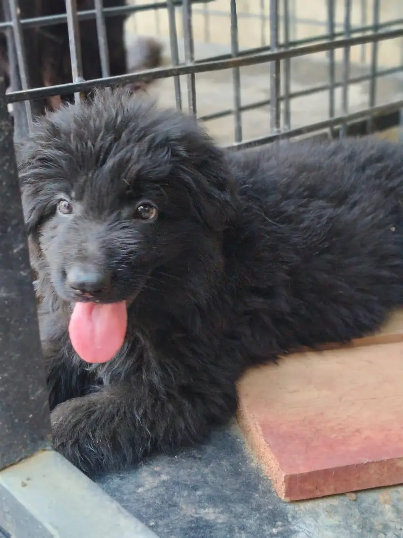 black Garman puppy mother father or pkc — photo 2