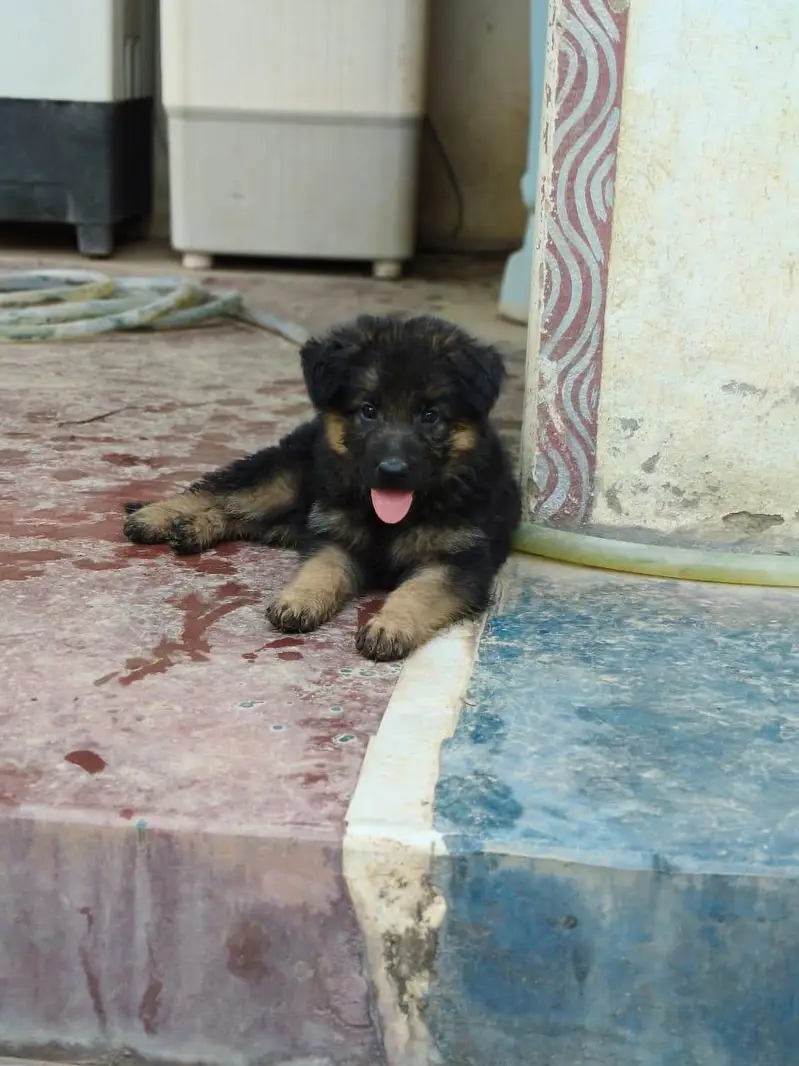 black Garman puppy mother father or pkc — photo 3