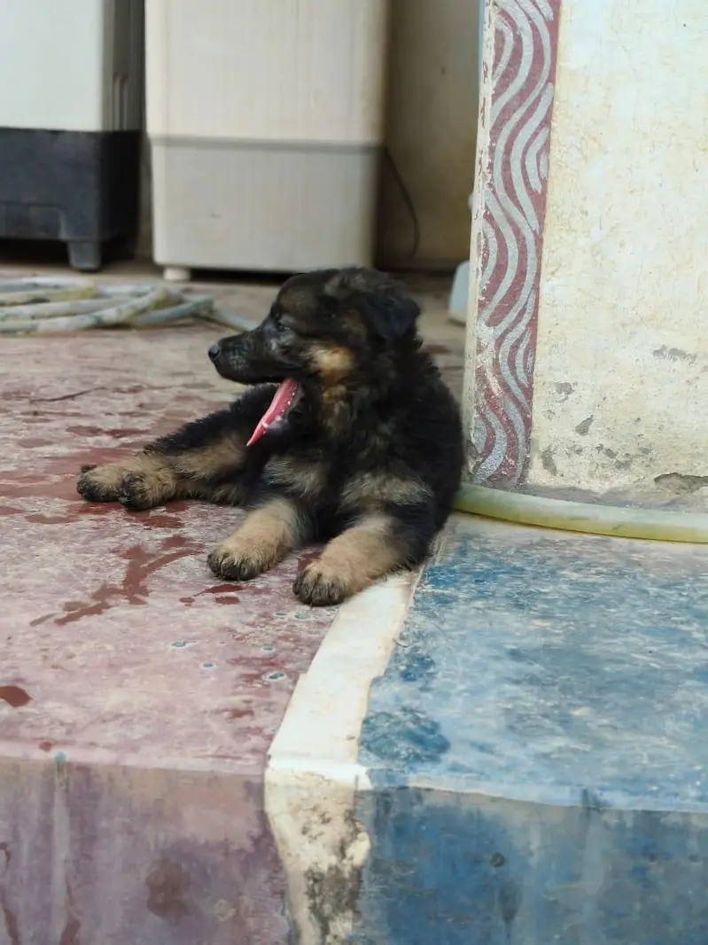 black Garman puppy mother father or pkc — photo 4