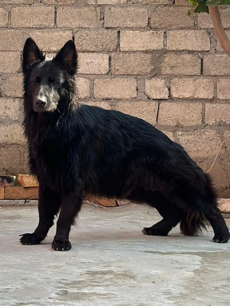 black Garman puppy mother father or pkc — photo 5
