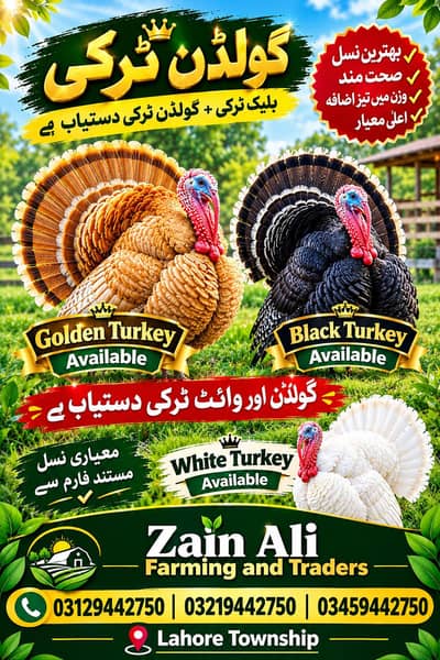 Turkey Birds Available 03129442750