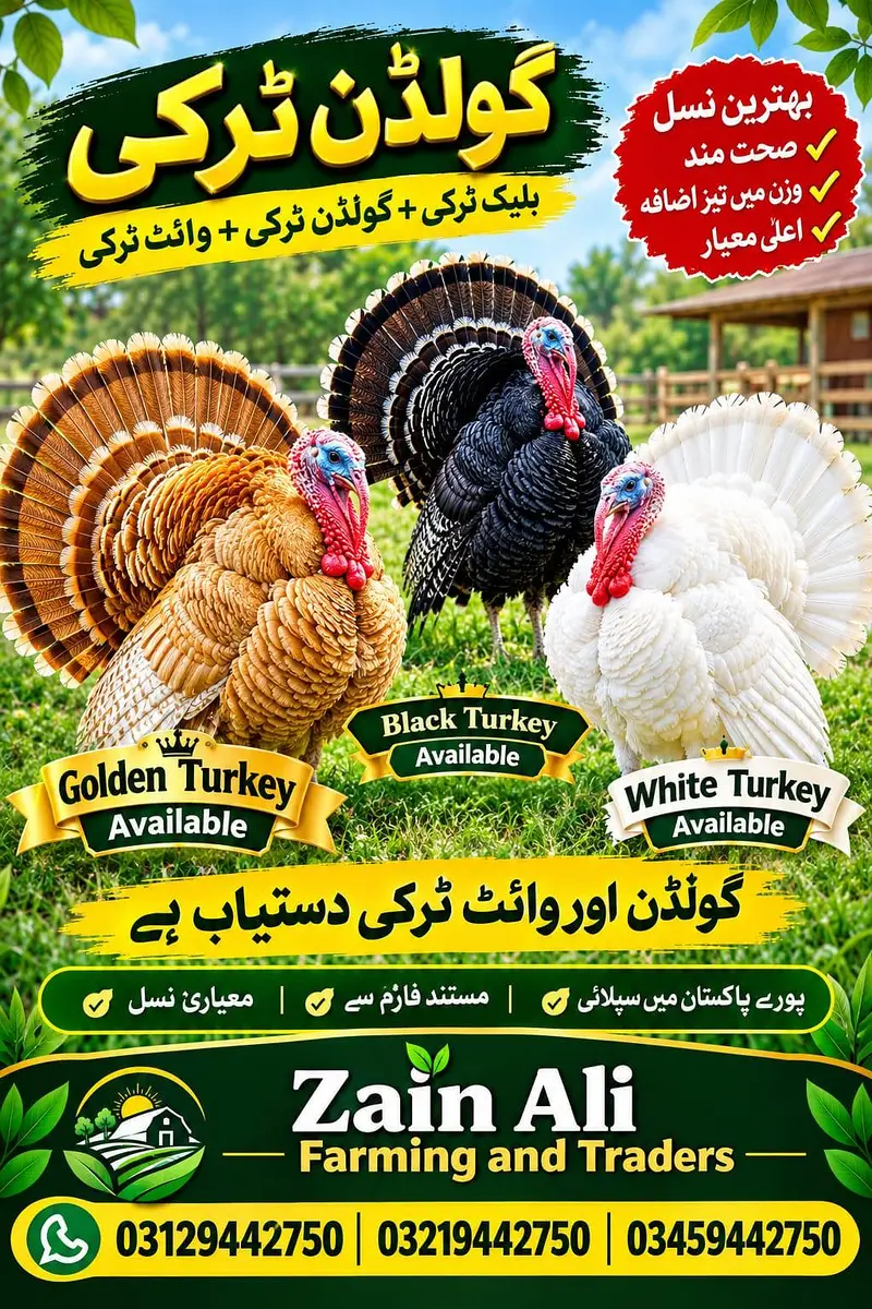 Turkey Birds Available 03129442750 — photo 2