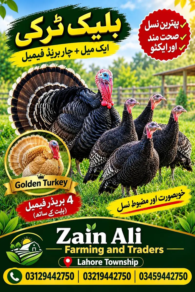 Turkey Birds Available 03129442750 — photo 4