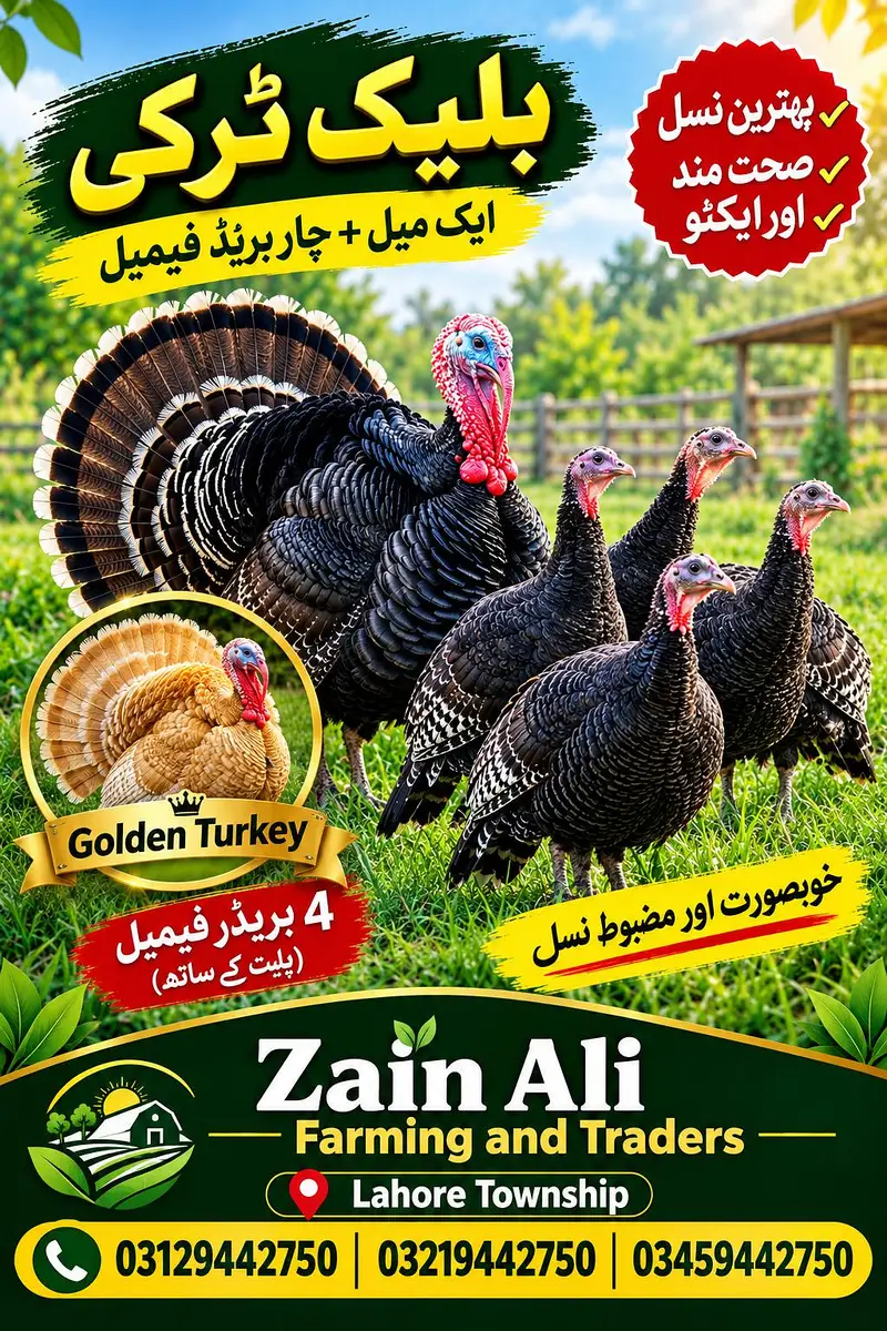 Turkey Birds Available 03129442750 — photo 5