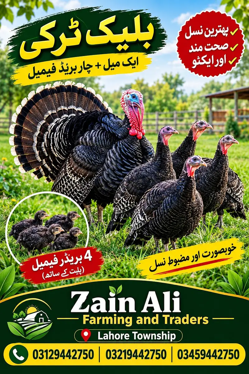 Turkey Birds Available 03129442750 — photo 7