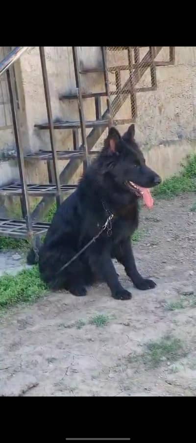 extrem long caot pedgre female Redy for new home