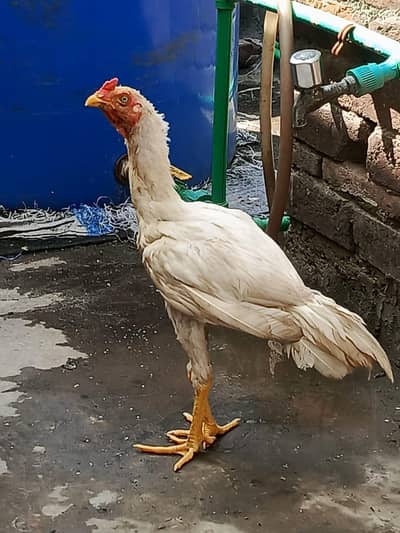 Heera murga long hight achi nasal ka janwer White eyes 03249430851