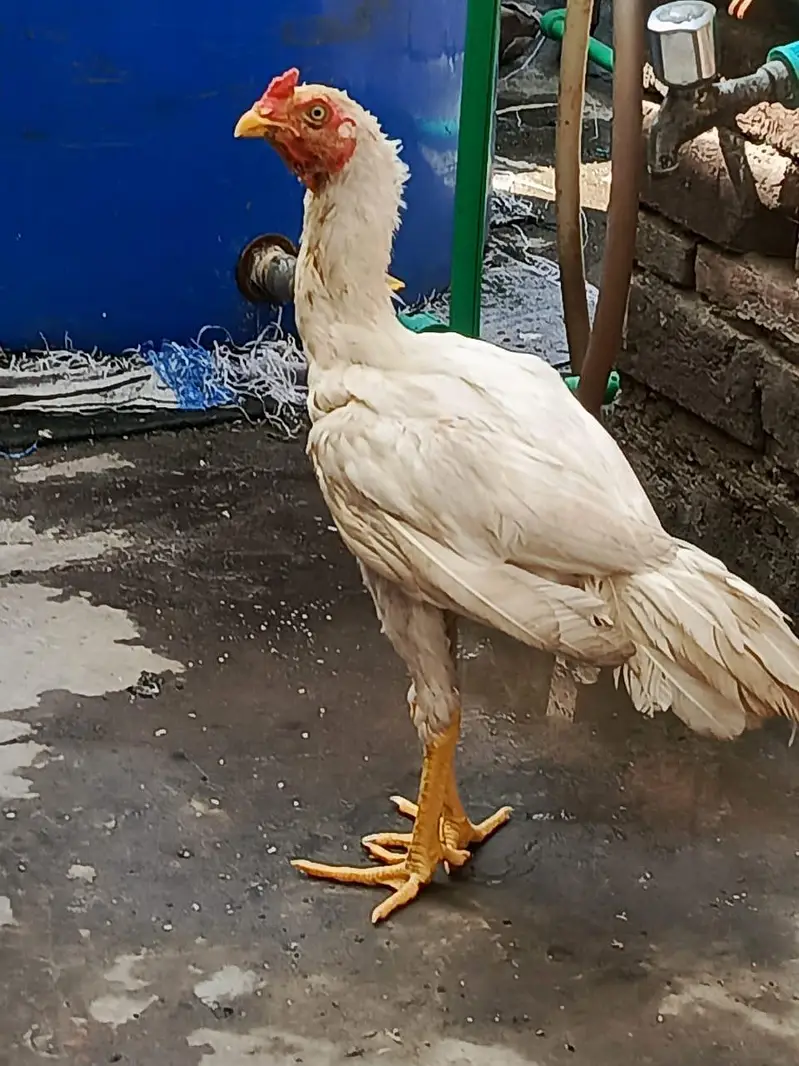 Heera murga long hight achi nasal ka janwer White eyes 03249430851 — photo 2