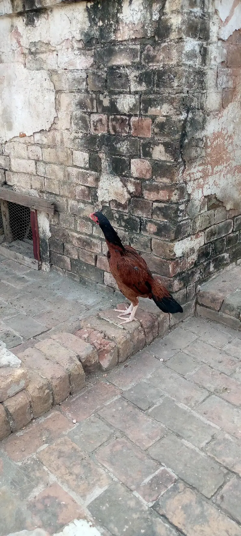 2 aseel phatea — photo 2