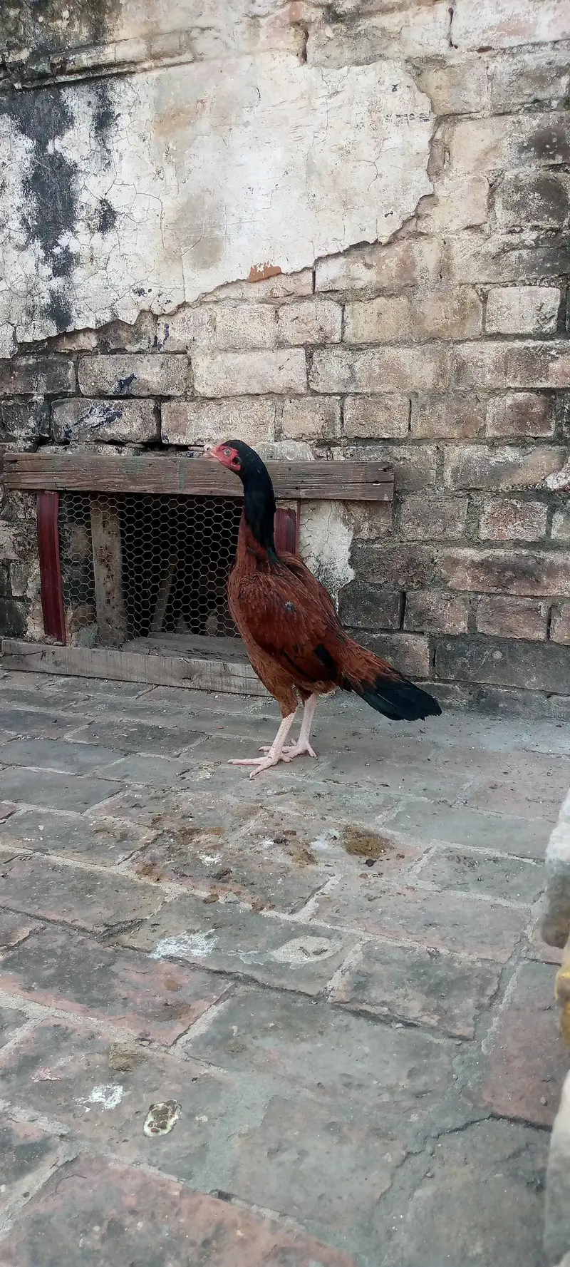 2 aseel phatea — photo 3