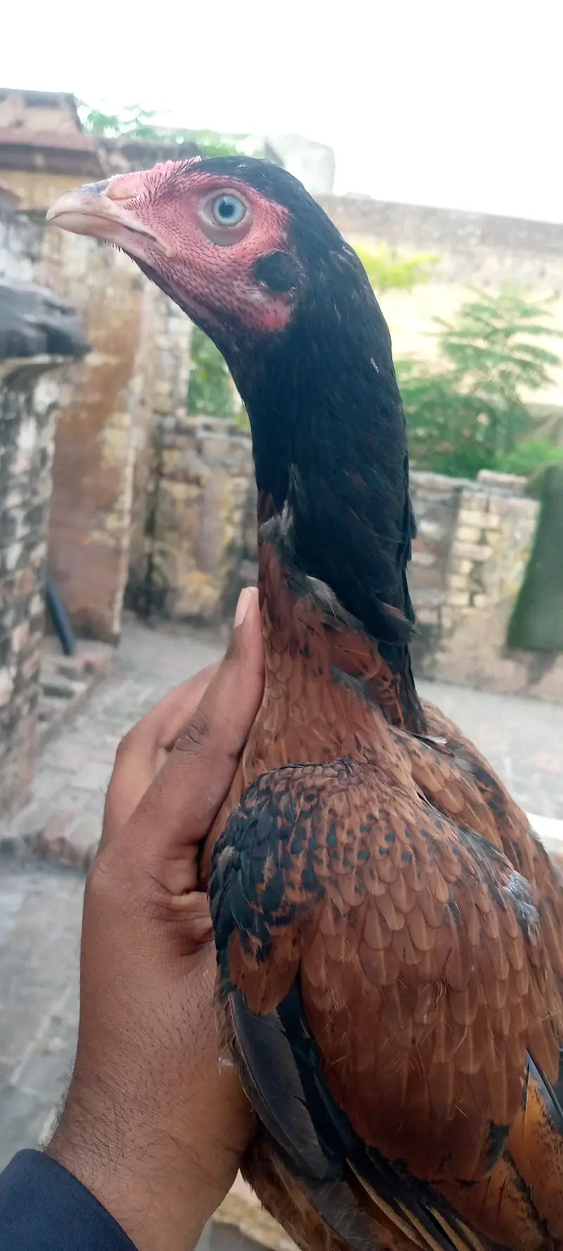 2 aseel phatea — photo 7