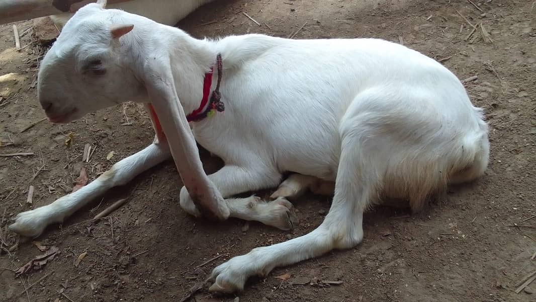 goats 0
